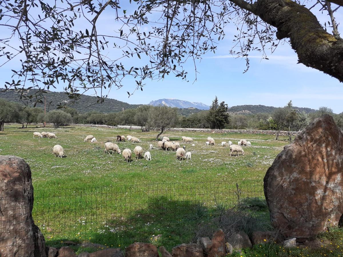 Agriturismo Pira Pinta Panzió Dorgali Kültér fotó