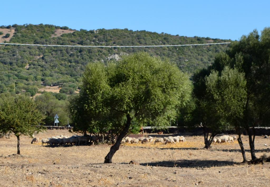 Agriturismo Pira Pinta Panzió Dorgali Szoba fotó