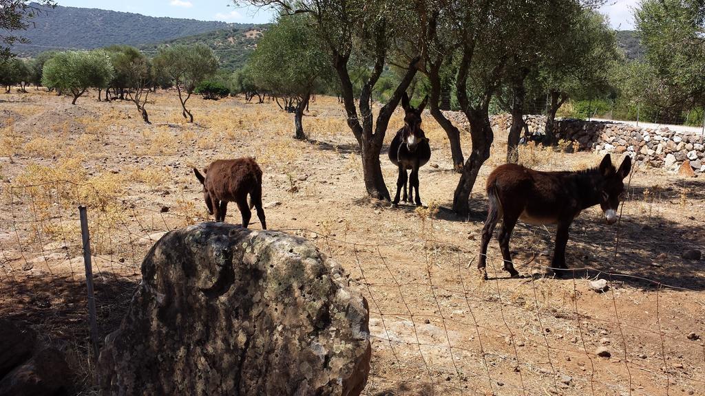 Agriturismo Pira Pinta Panzió Dorgali Kültér fotó